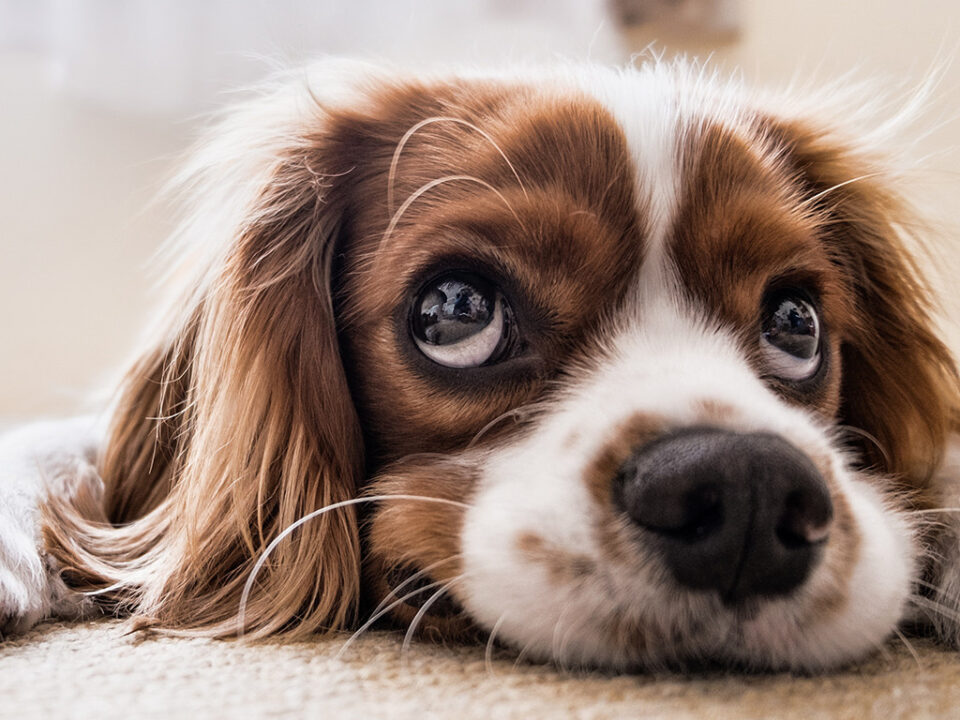 Chien au regard triste