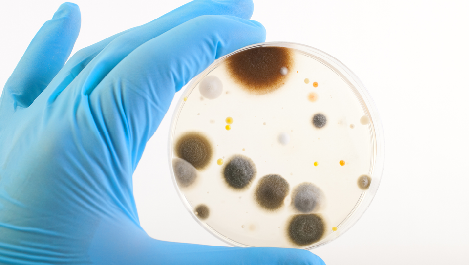 petrischaal met schimmelcultuur